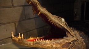 オープンハウス訪問 [北参道の住宅]