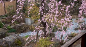 旧安田楠雄邸の枝垂れ桜