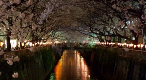 目黒川の夜桜