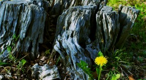 朽ちた切り株と蒲公英